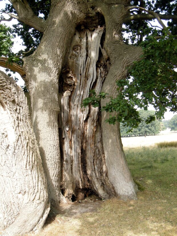 Ancient oak with strong reactive columns (photo credit: Brian Muelaner)